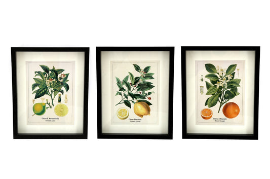 Set of Three Citrus Picture Frames -  - Just £25.99! Shop now at PJF stores LTD
